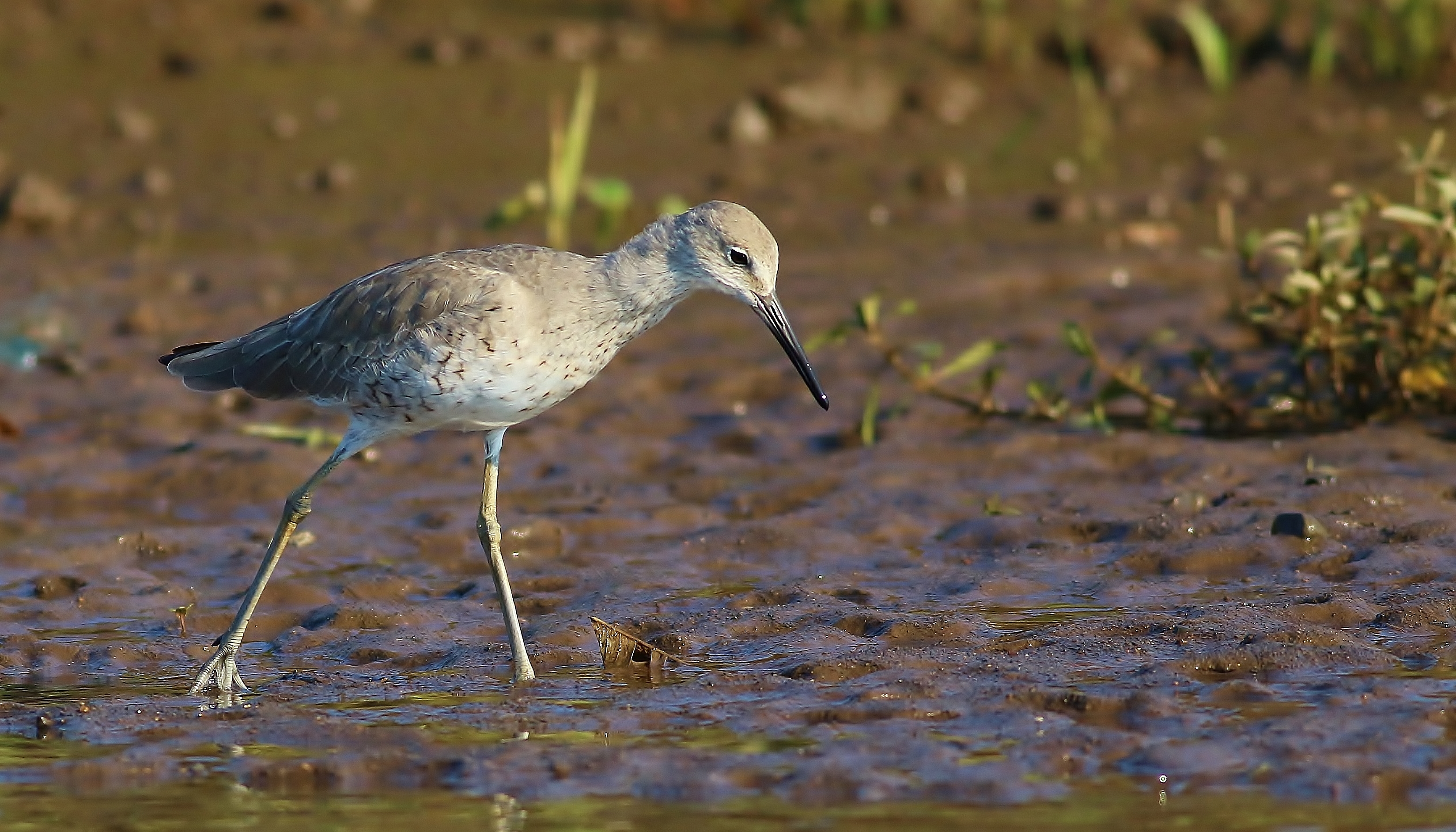 Willet